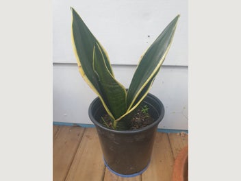 Image 1 of 7