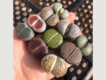 Image 1 of 6