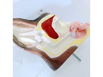 Image 1 of 9