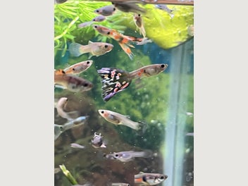 Image 1 of 6