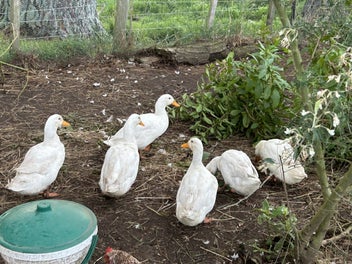 Image 1 of 5