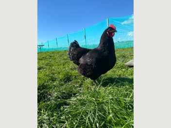 Image 1 of 5