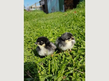 Image 1 of 12