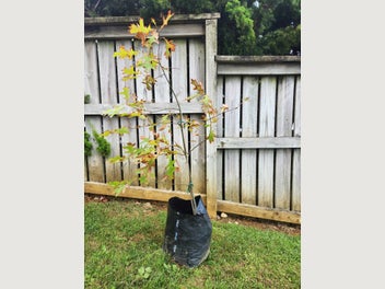 Image 1 of 5