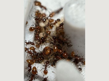 Image 1 of 12
