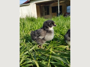 Image 1 of 10