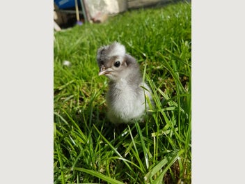Image 1 of 17