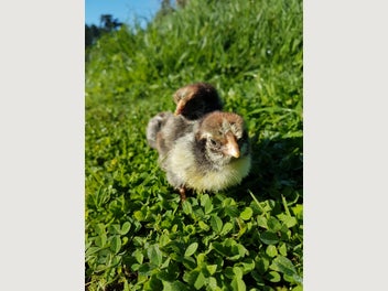 Image 1 of 10