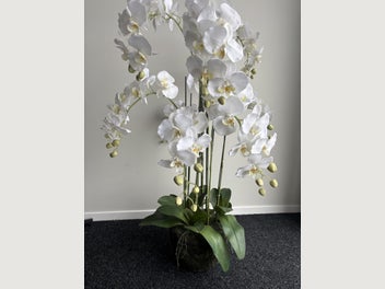 Image 1 of 10