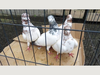 Image 1 of 8