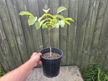 Image 1 of 1
