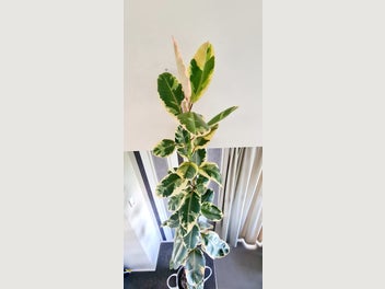 Image 1 of 7