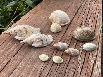 Image 1 of 7