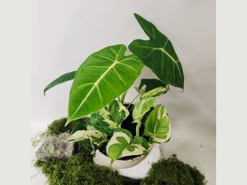 Image 1 of 5