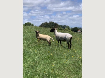 Image 1 of 12