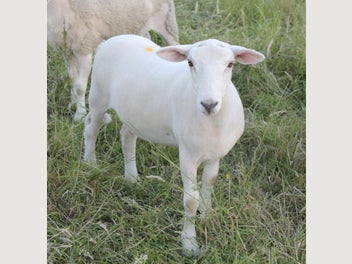 Image 1 of 5