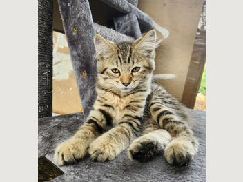 Kittens for Sale | Trade Me Marketplace