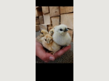 Image 1 of 3