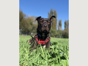 Image 1 of 4