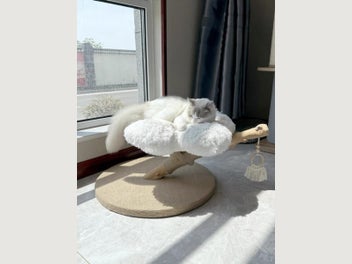 Image 1 of 7