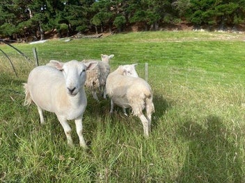 Image 1 of 5