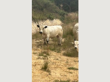 Image 1 of 11