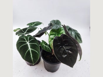 Image 1 of 7