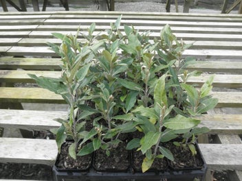 Image 1 of 4