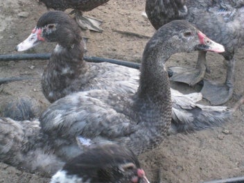 Image 1 of 8