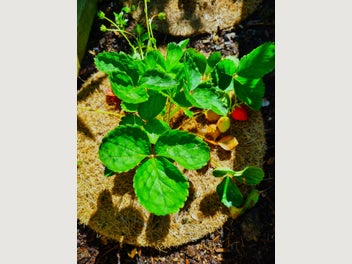 Image 1 of 7