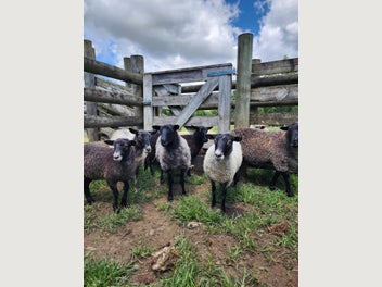 Image 1 of 4