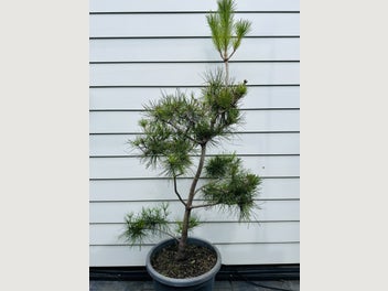 Image 1 of 7