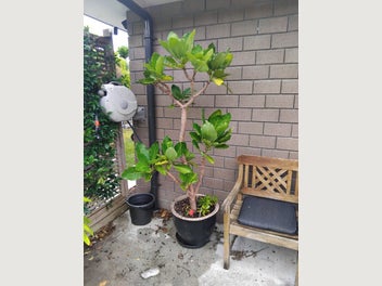 Image 1 of 8