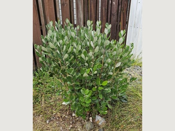 Image 1 of 9