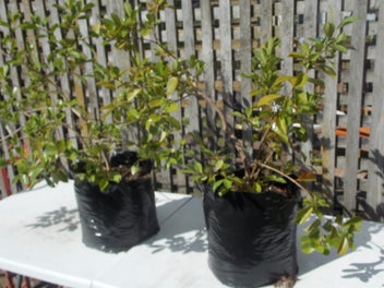 Image 1 of 6