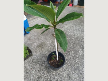 Image 1 of 9