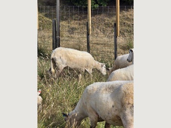 Image 1 of 5