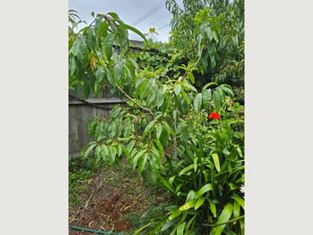 Image 1 of 4