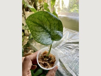 Image 1 of 7