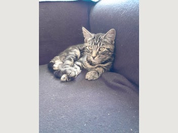 Image 1 of 4