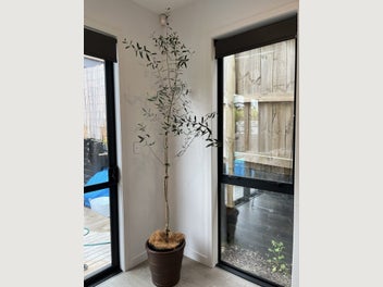 Image 1 of 9