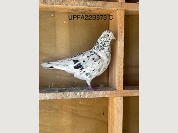 Image 1 of 17