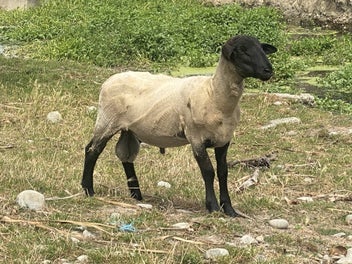 Image 1 of 15
