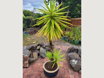 Image 1 of 4