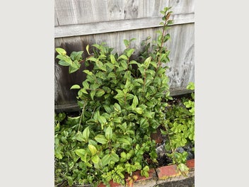 Image 1 of 2