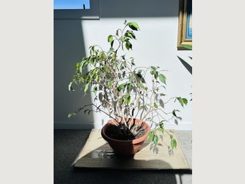 Image 1 of 8