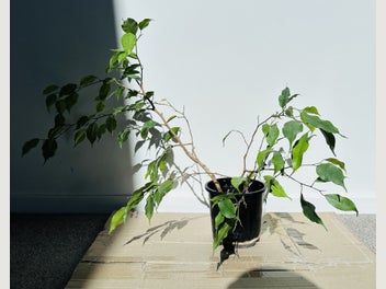 Image 1 of 7