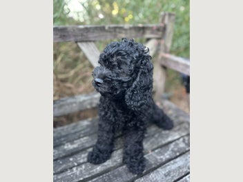 Image 1 of 8