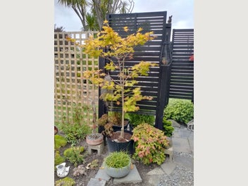 Image 1 of 8