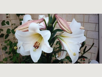 Image 1 of 12